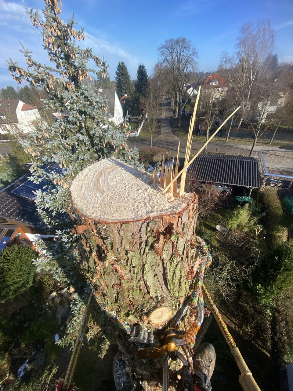 Perspektive aus der Baumkrone