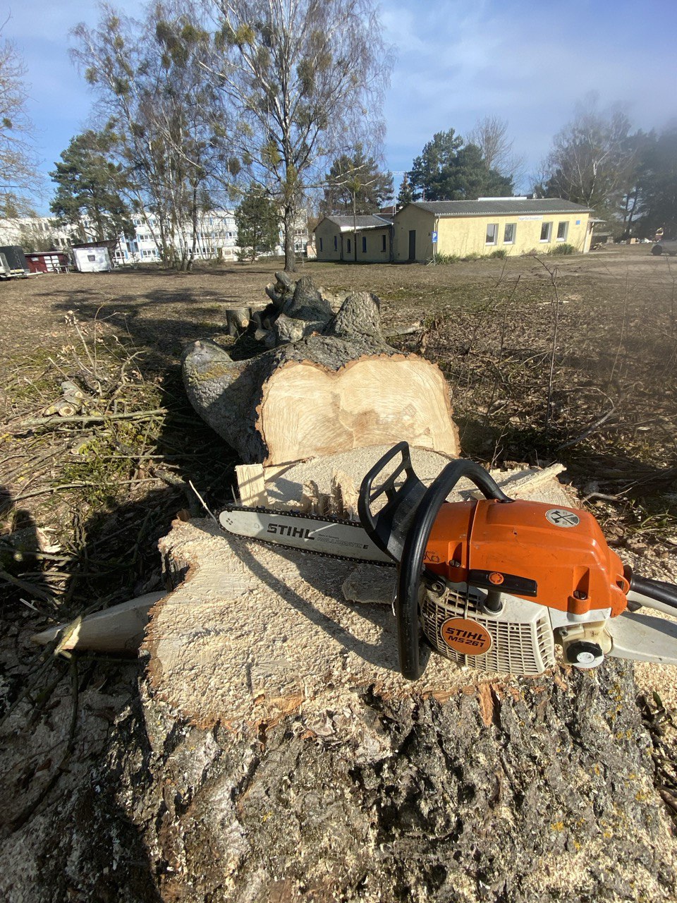 Kettensäge auf Baumstumpf